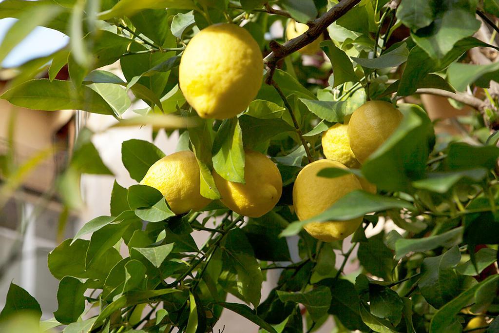 Hotel Villa Il Castagno Florens Exteriör bild